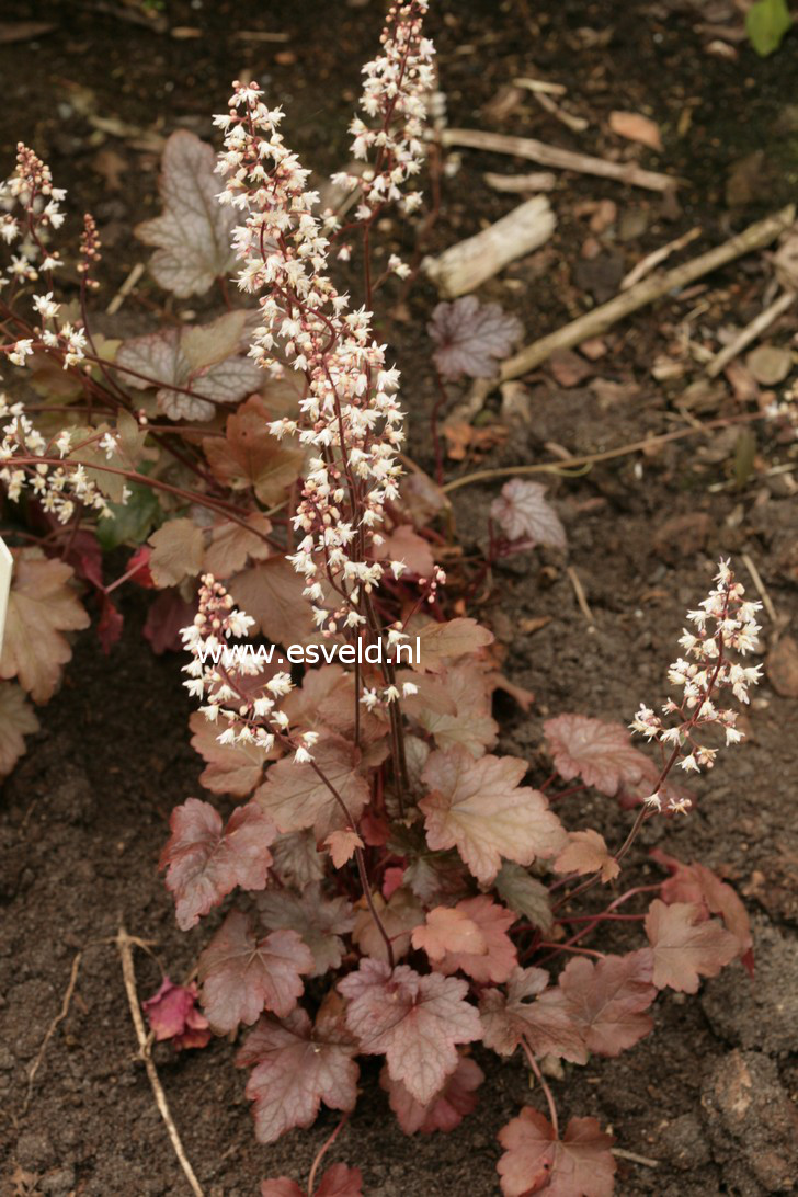 Heucherella 'Quicksilver'