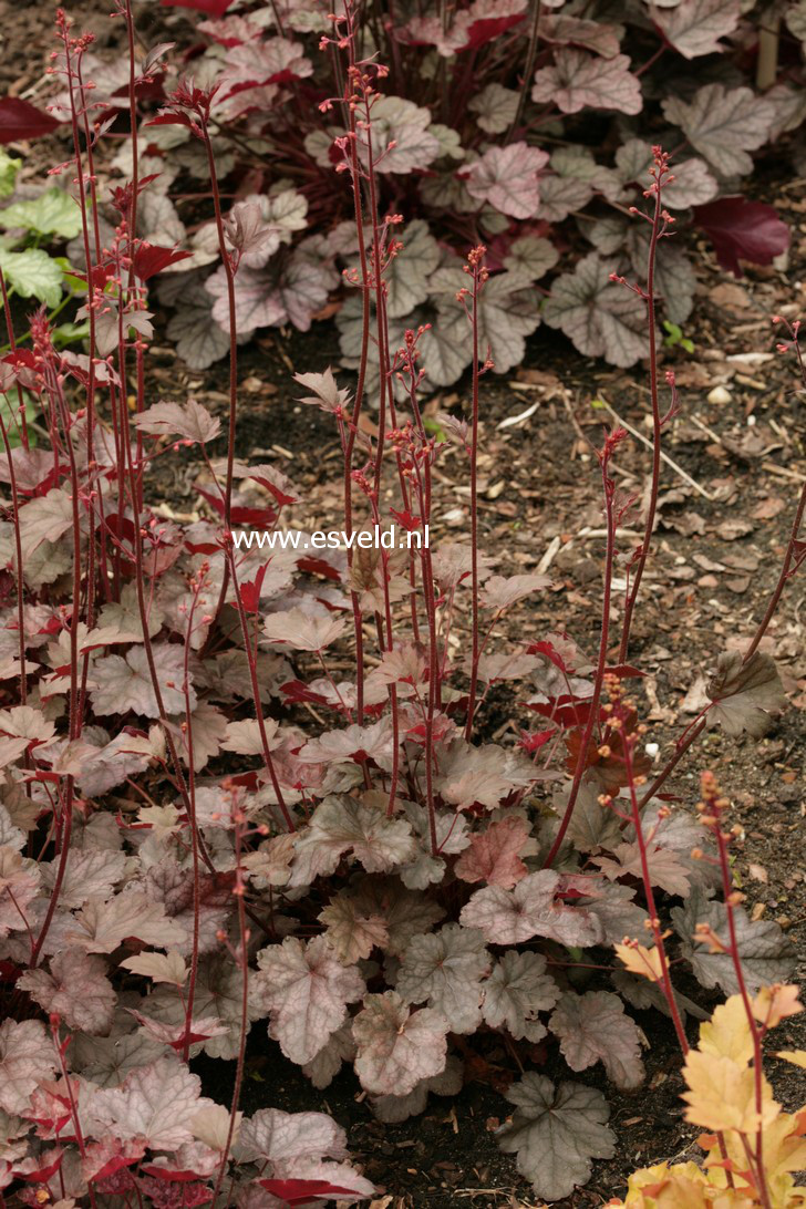 Heuchera 'Regina'