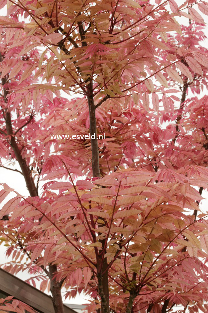 Toona sinensis 'Flamingo'