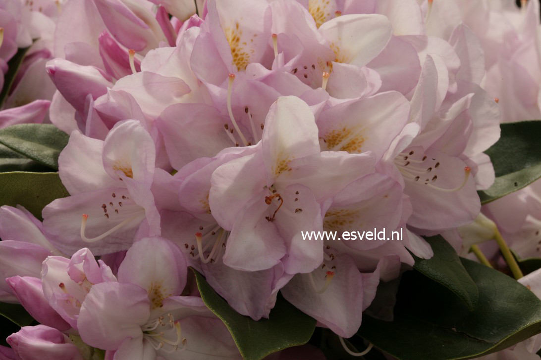 Rhododendron 'Gomer Waterer'