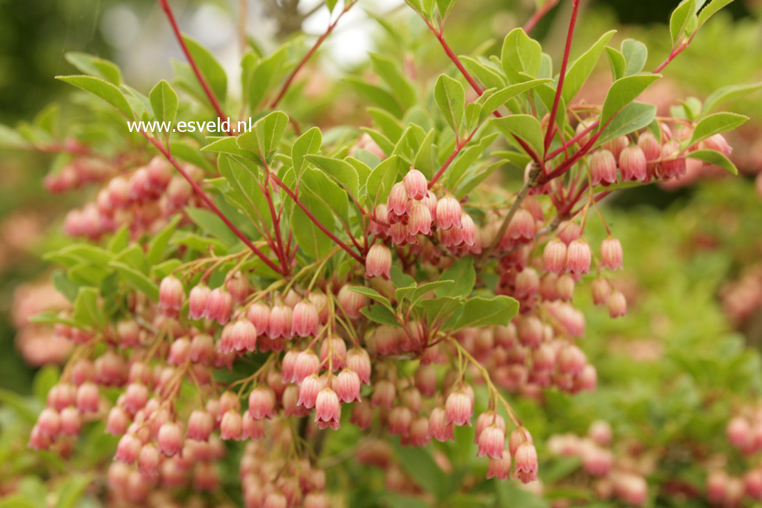 Enkianthus campanulatus 'Victoria'
