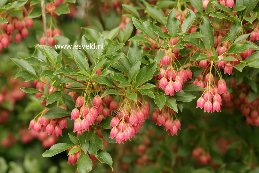 Enkianthus campanulatus 'Showy Lantern'