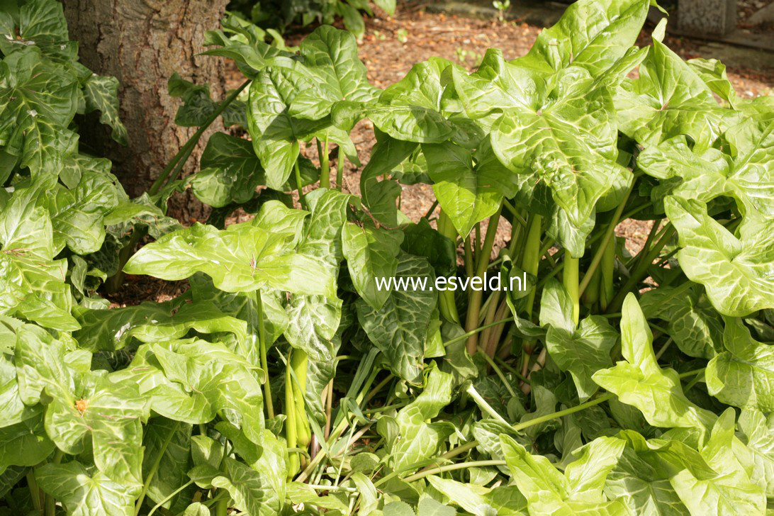 Arum italicum