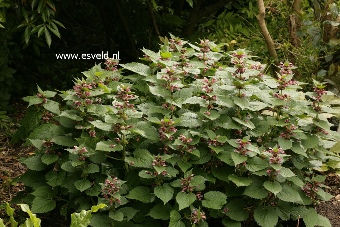 Lamium orvala