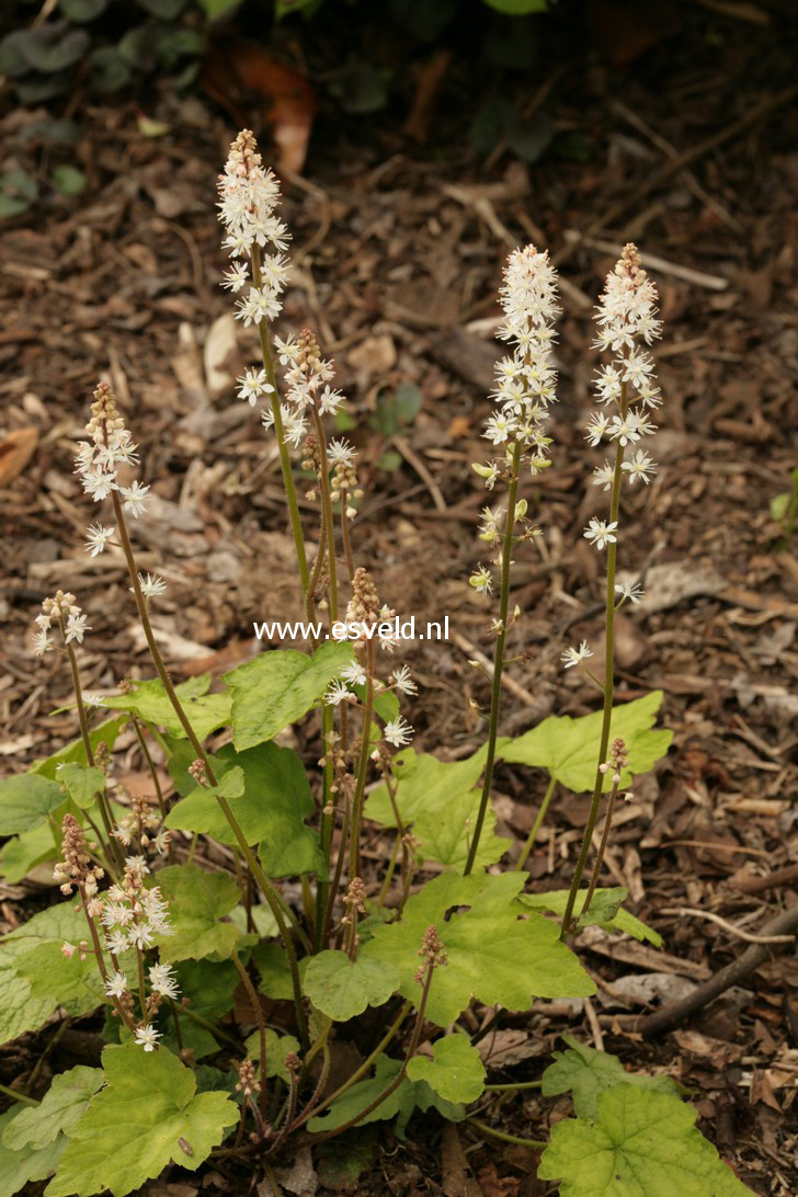 Tiarella wherryi