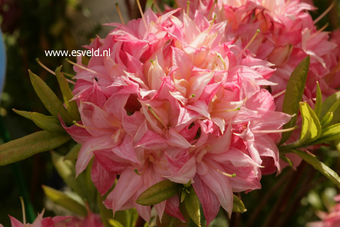 Azalea 'Homebush'