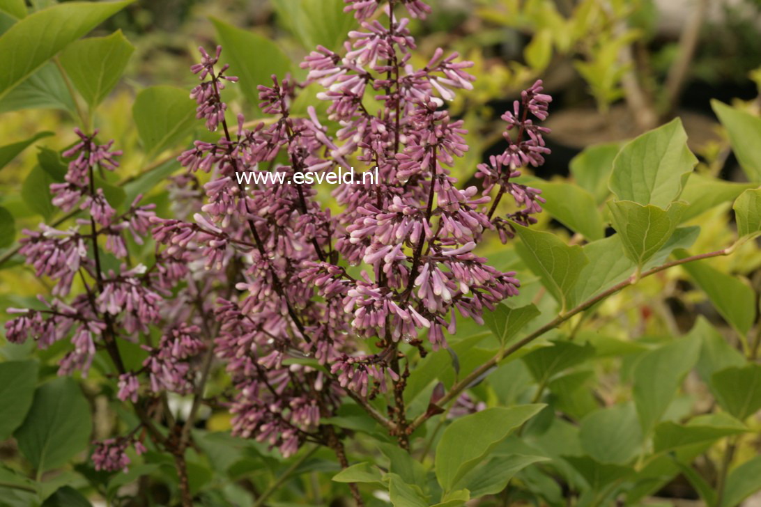 Syringa patula 'Miss Kim'