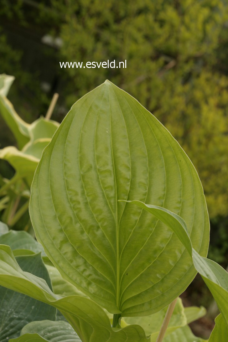 Hosta 'Royal Standard'