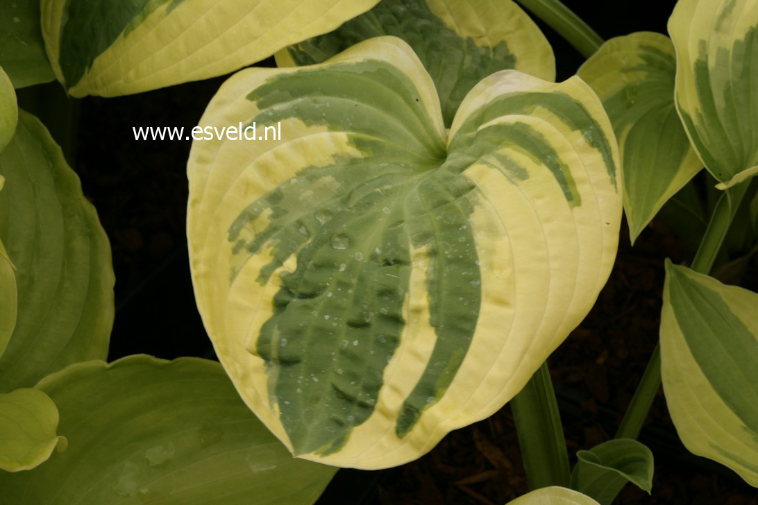 Hosta 'Wide Brim'