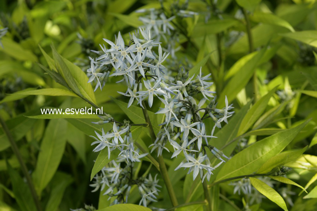 Amsonia ciliata