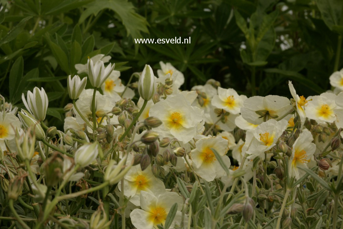 Helianthemum 'The Bride'