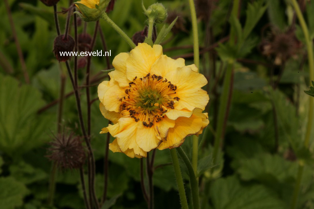 Geum chiloense 'Lady Stratheden'