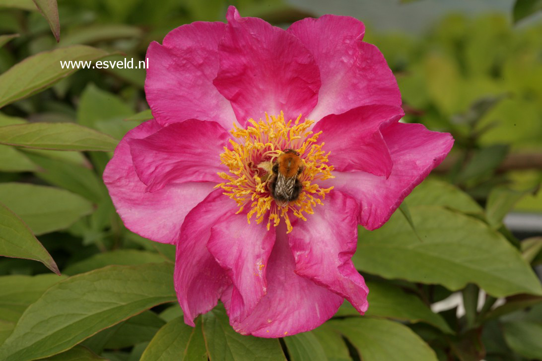 Paeonia 'Aulabelle'