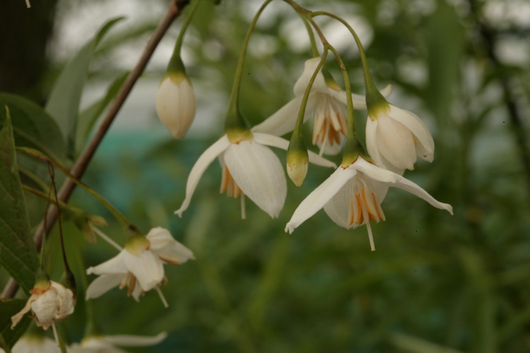 Styrax hookeri var. yunnanensis