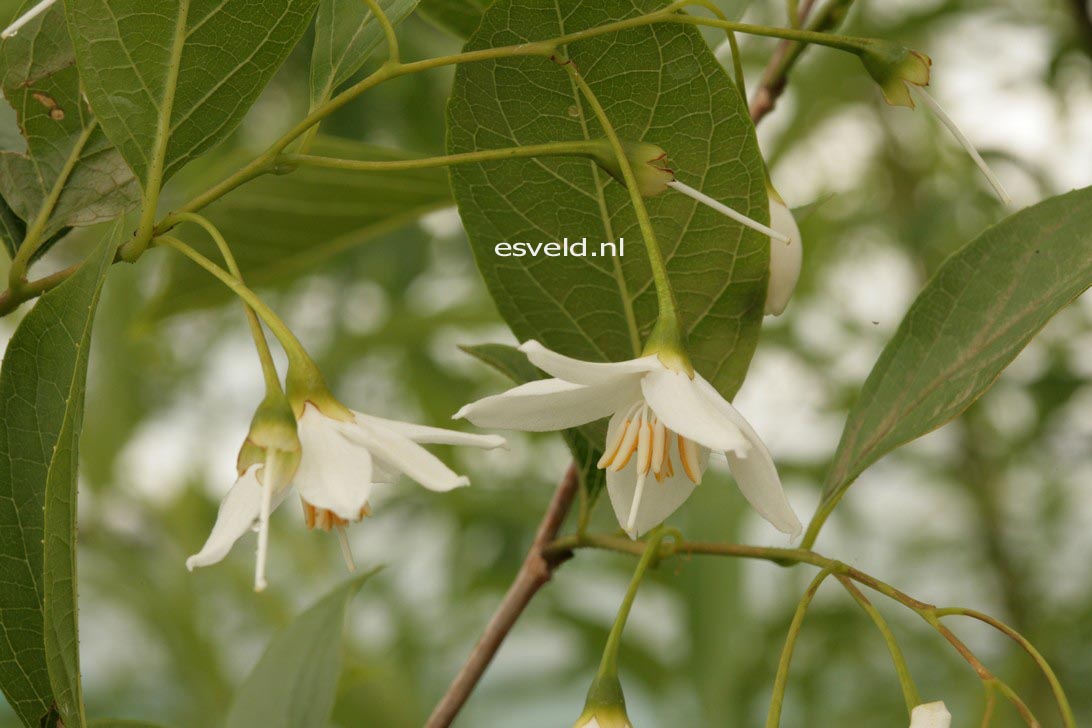 Styrax hookeri var. yunnanensis