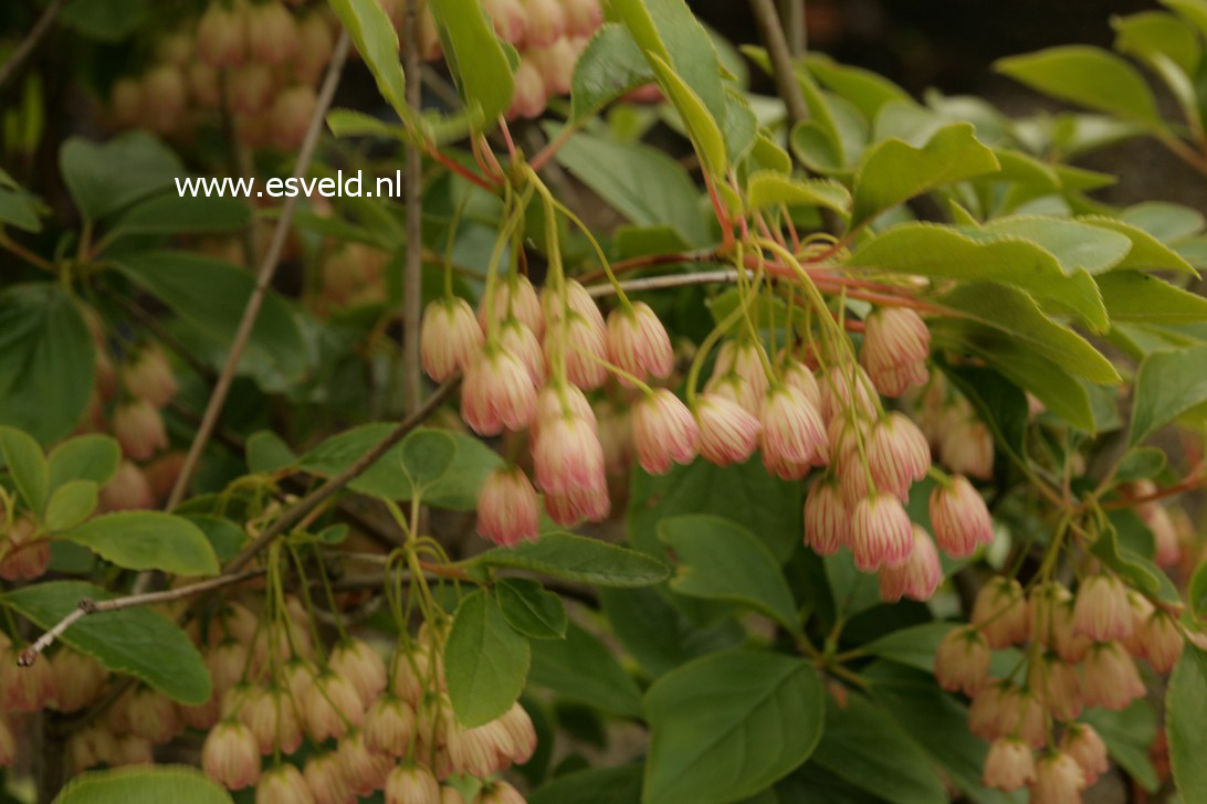 Enkianthus campanulatus sikokianus