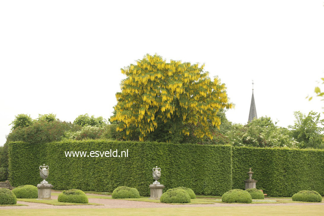 Laburnum watereri 'Vossii'