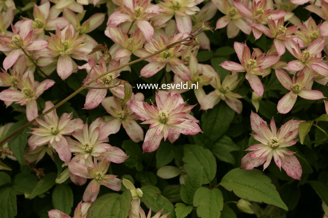 Clematis 'Marjorie'