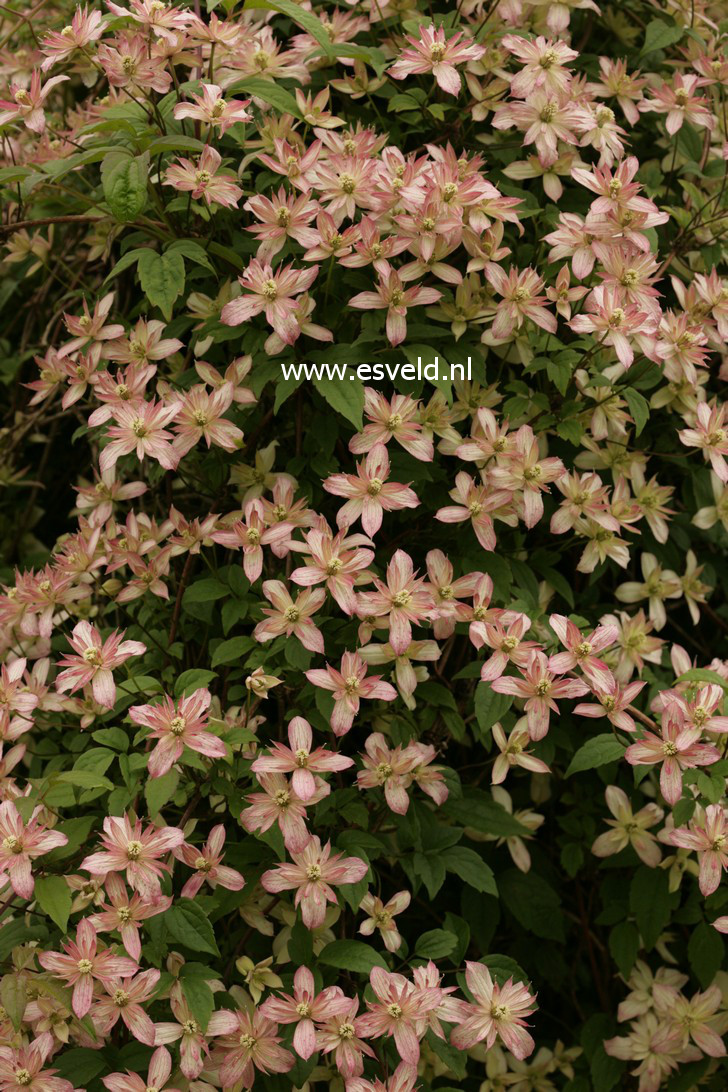 Clematis 'Marjorie'