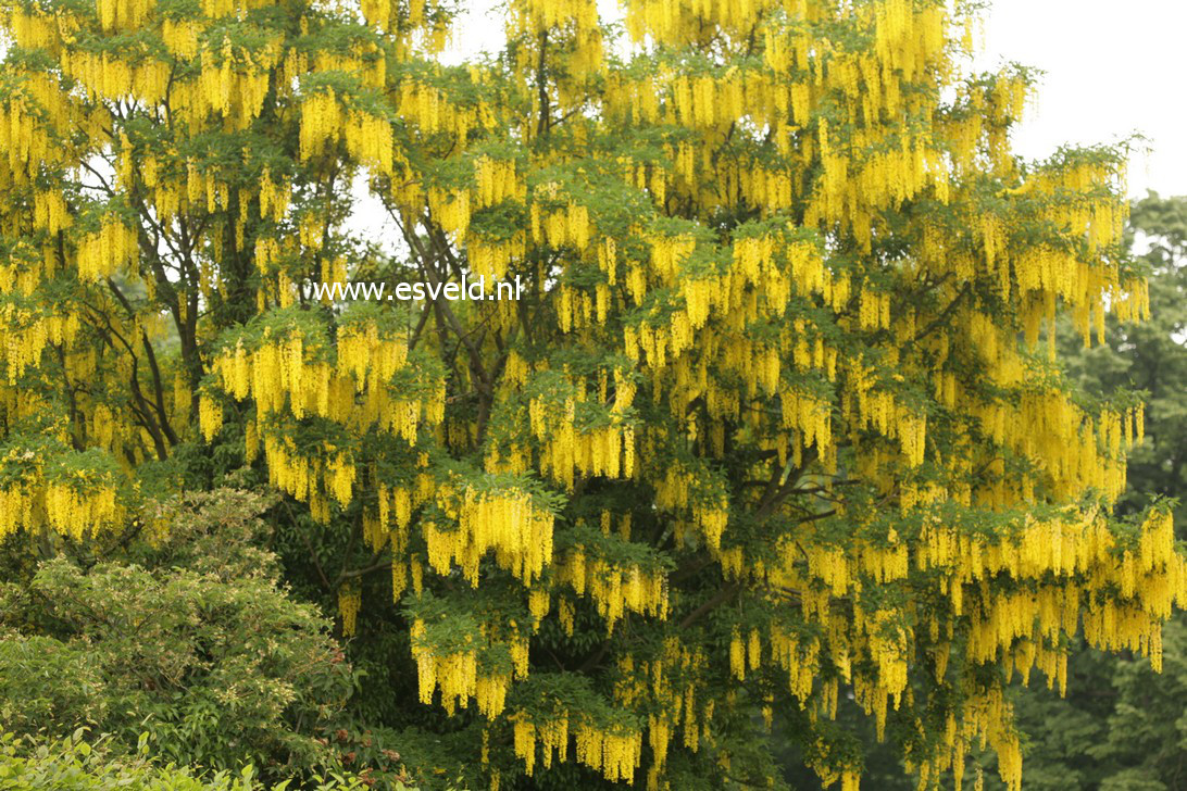 Laburnum watereri 'Vossii'