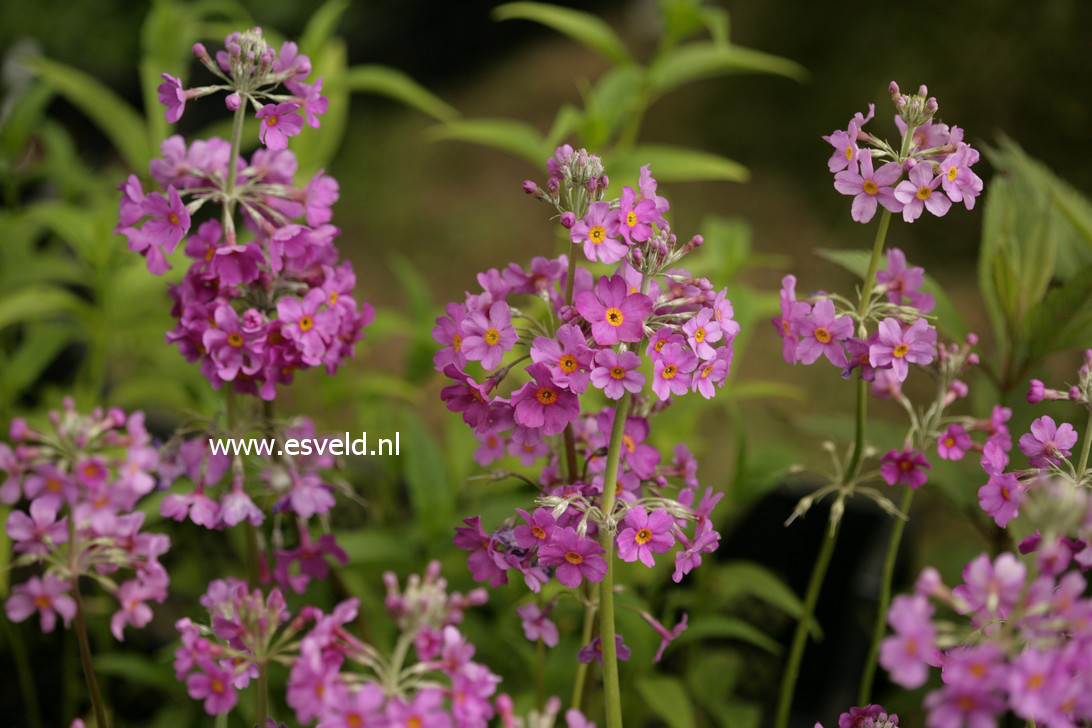 Primula beesiana