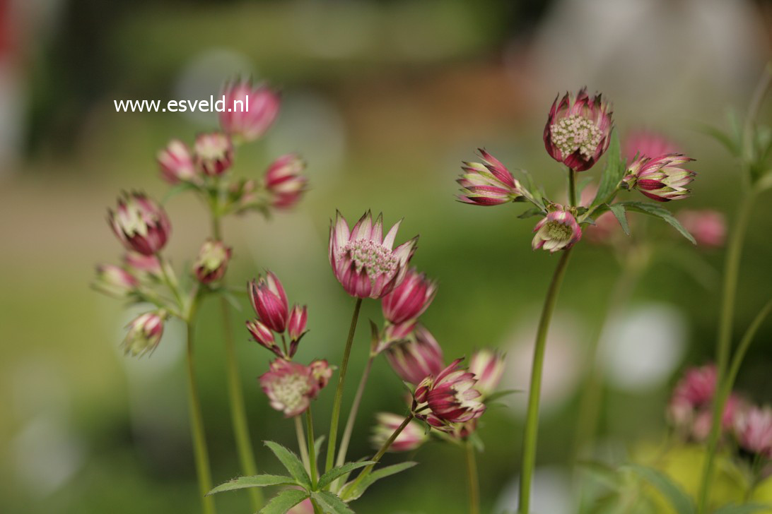 Astrantia major