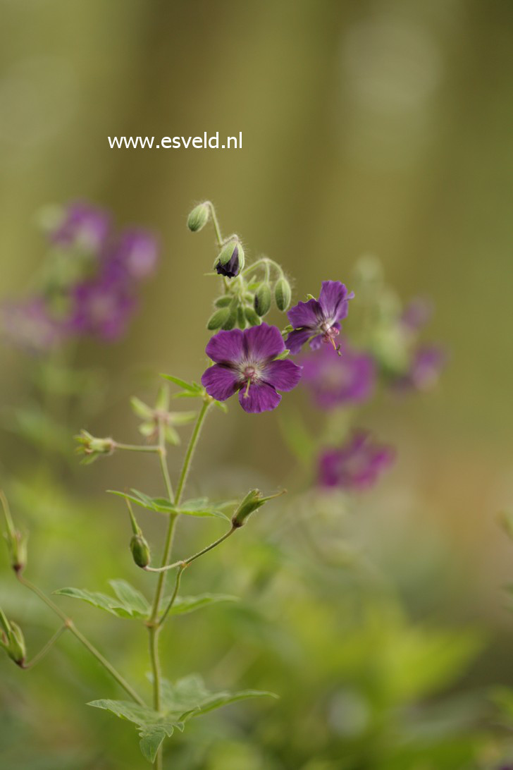 Geranium phaeum 'Lily Lovell'