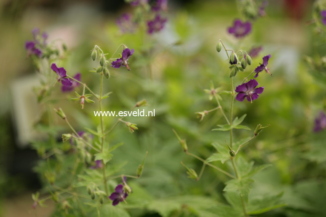 Geranium phaeum 'Lily Lovell'