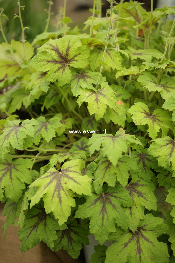 Heucherella 'Art Nouveau'
