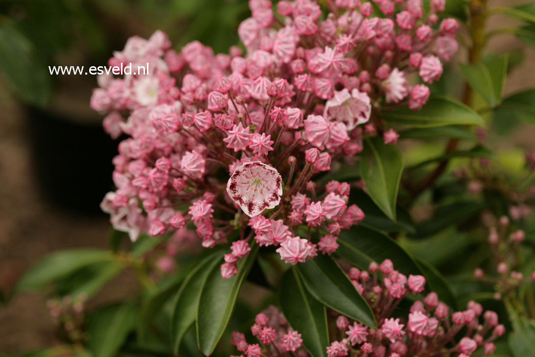 Kalmia latifolia 'Ginkona'