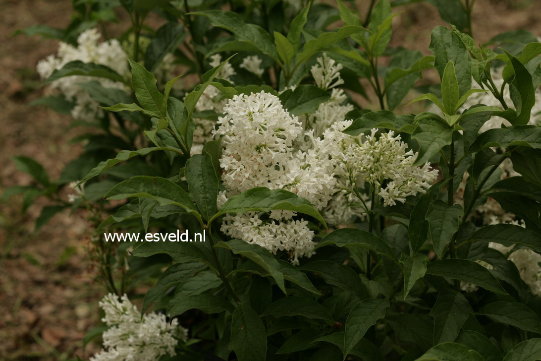 Syringa 'Agnes Smith'