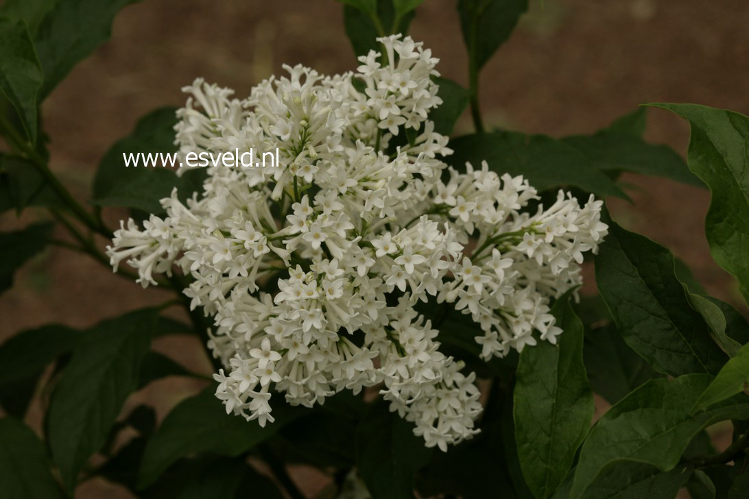 Syringa 'Agnes Smith'