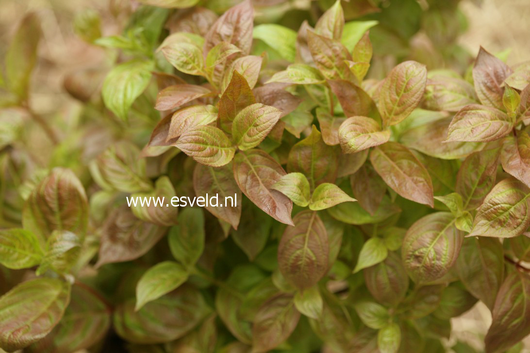 Weigela florida 'Wings of Fire'