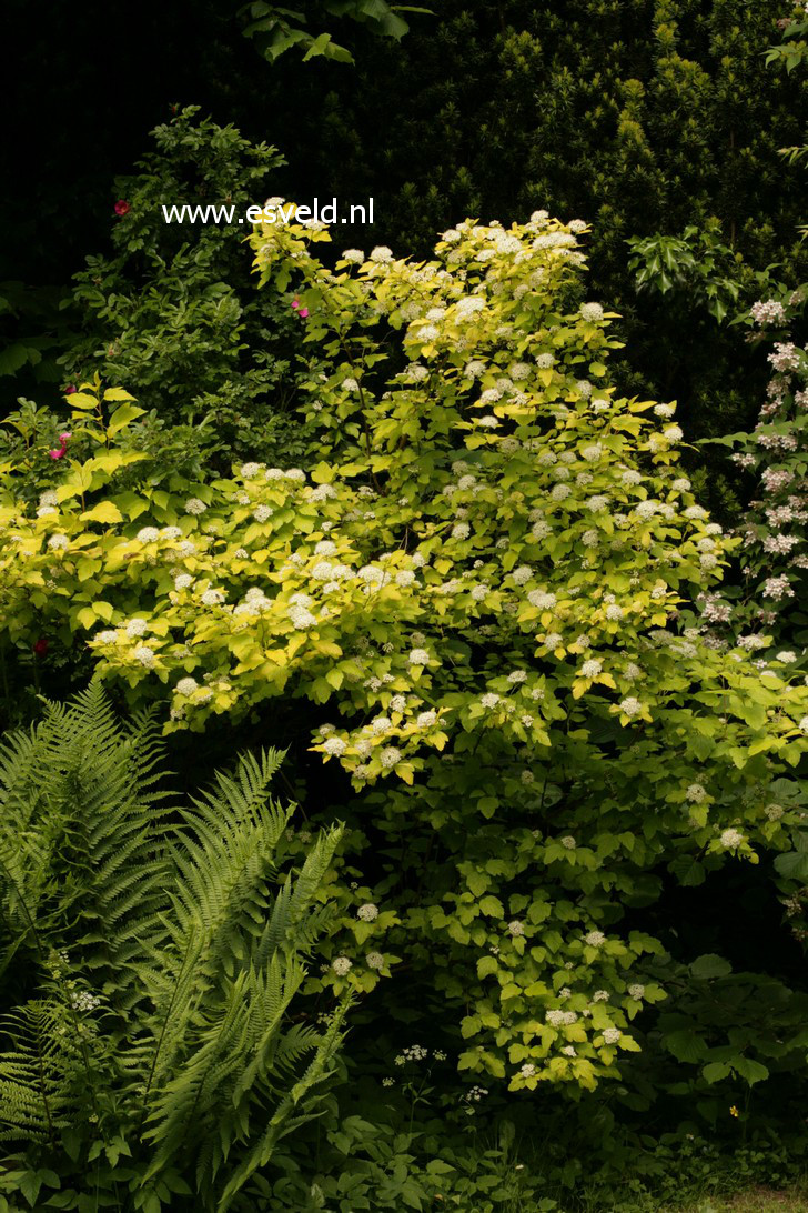 Physocarpus opulifolius 'Luteus'