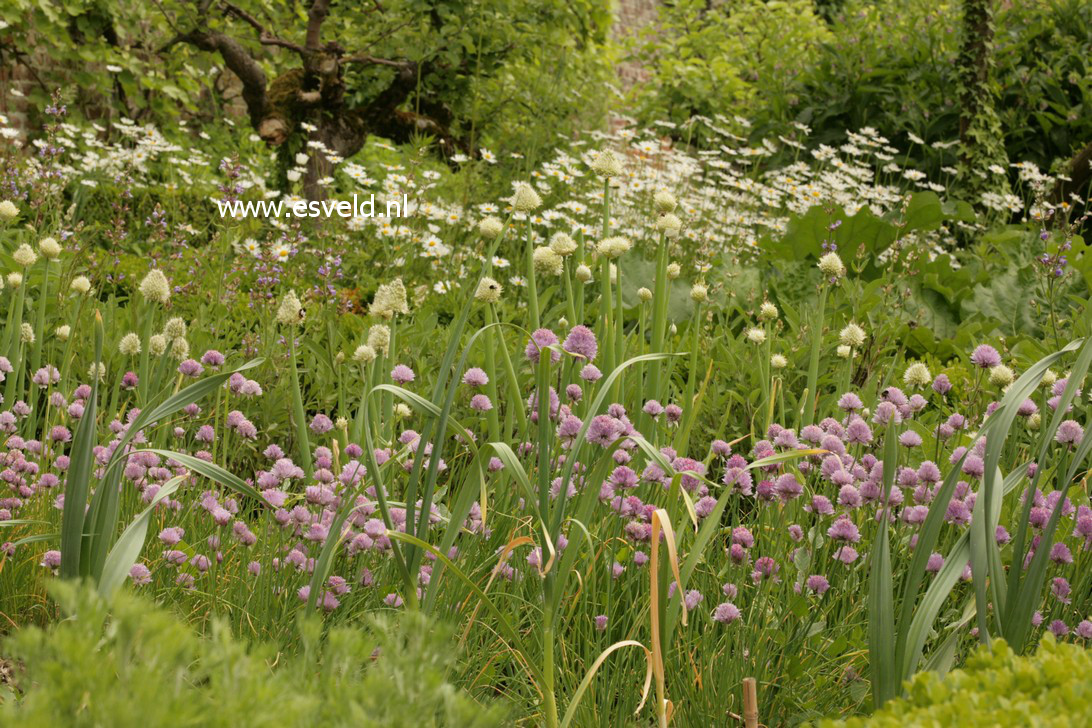 Allium schoenoprasum