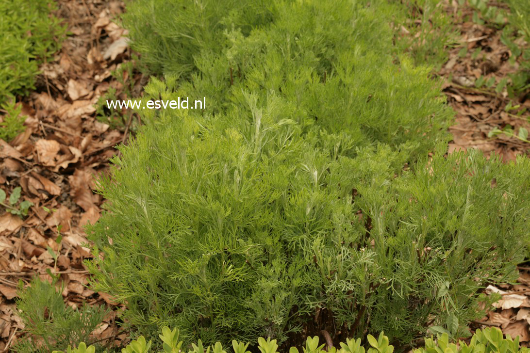 Artemisia abrotanum