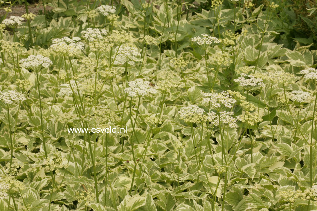 Aegopodium podagraria 'Variegatum'