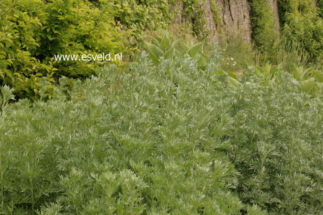 Artemisia absinthium