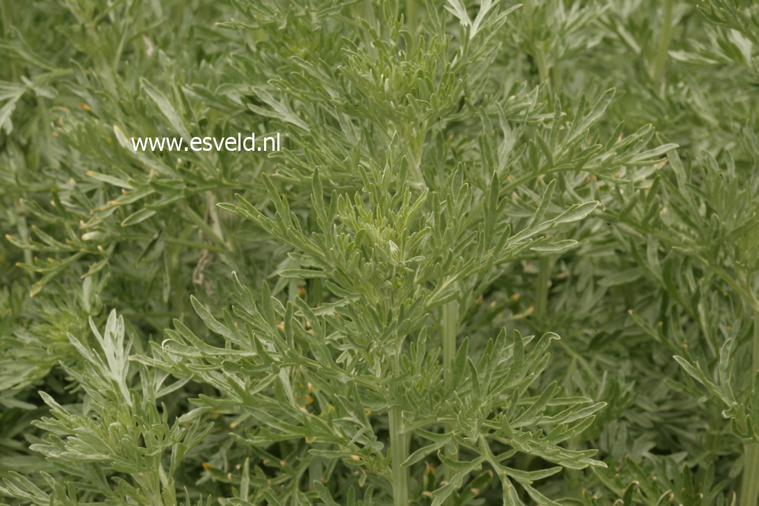 Artemisia absinthium