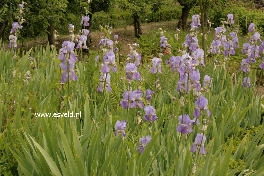 Iris germanica