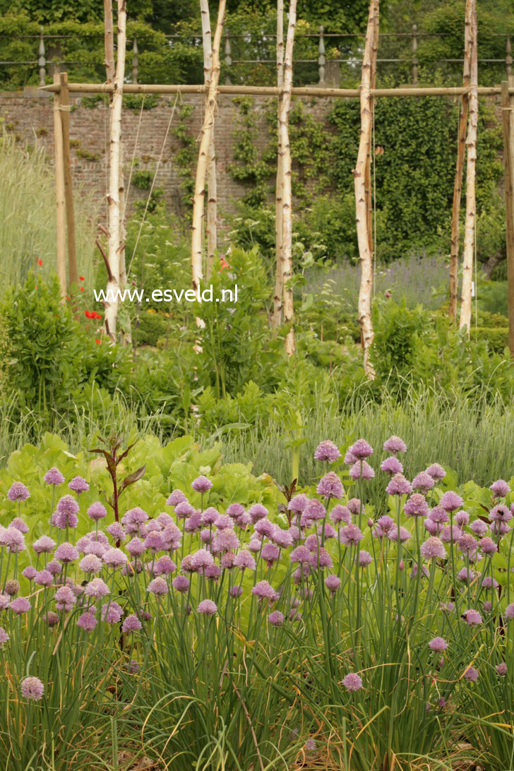 Allium schoenoprasum