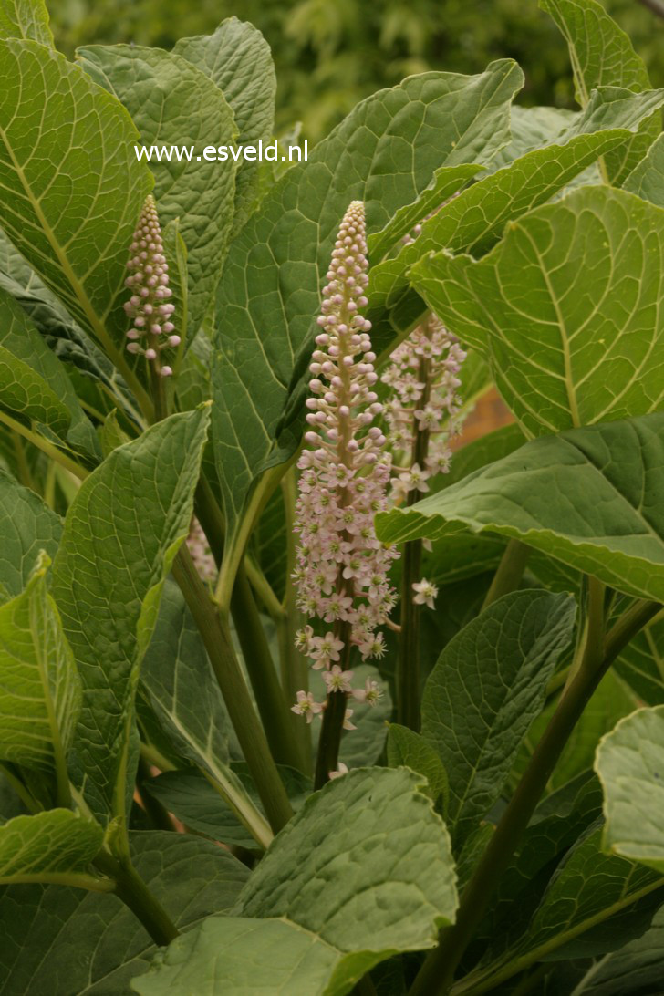 Phytolacca americana