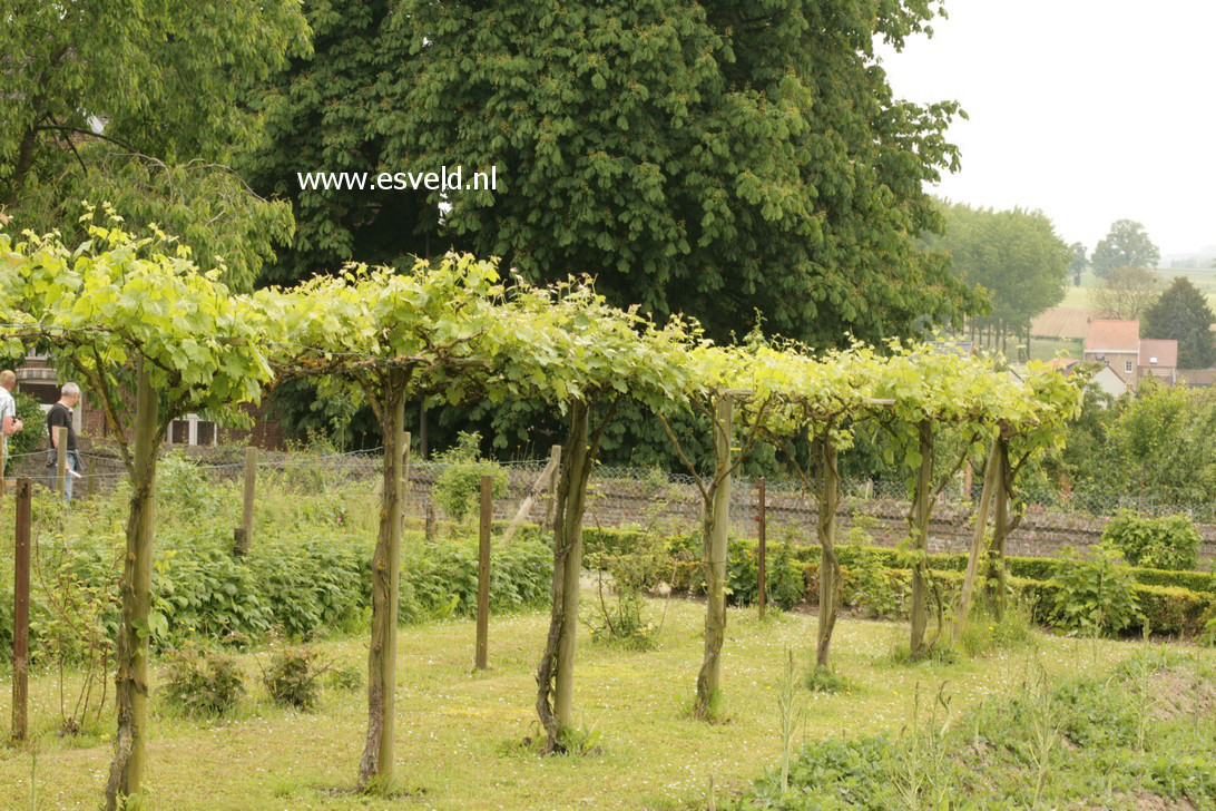 Vitis vinifera