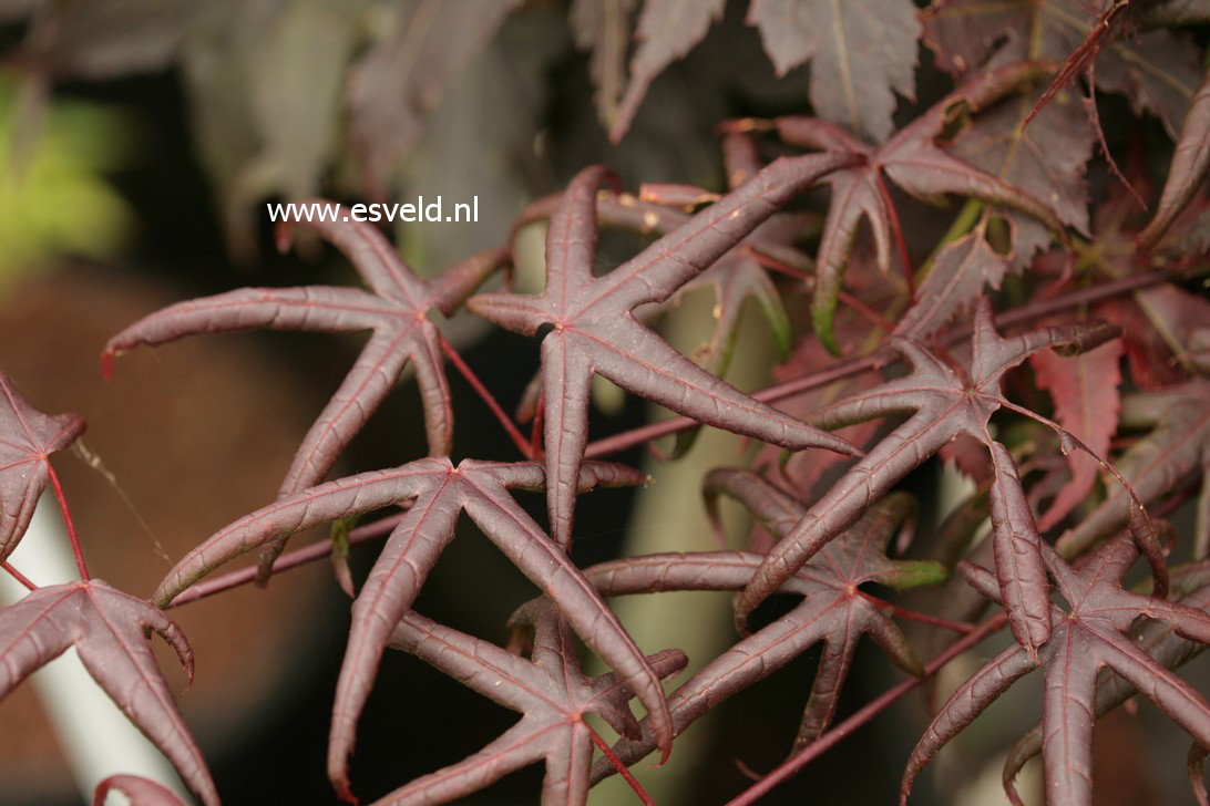 Acer palmatum 'Peve Starfish'