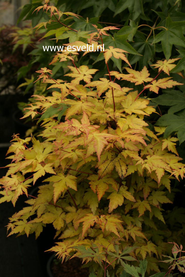 Acer palmatum 'Akane'