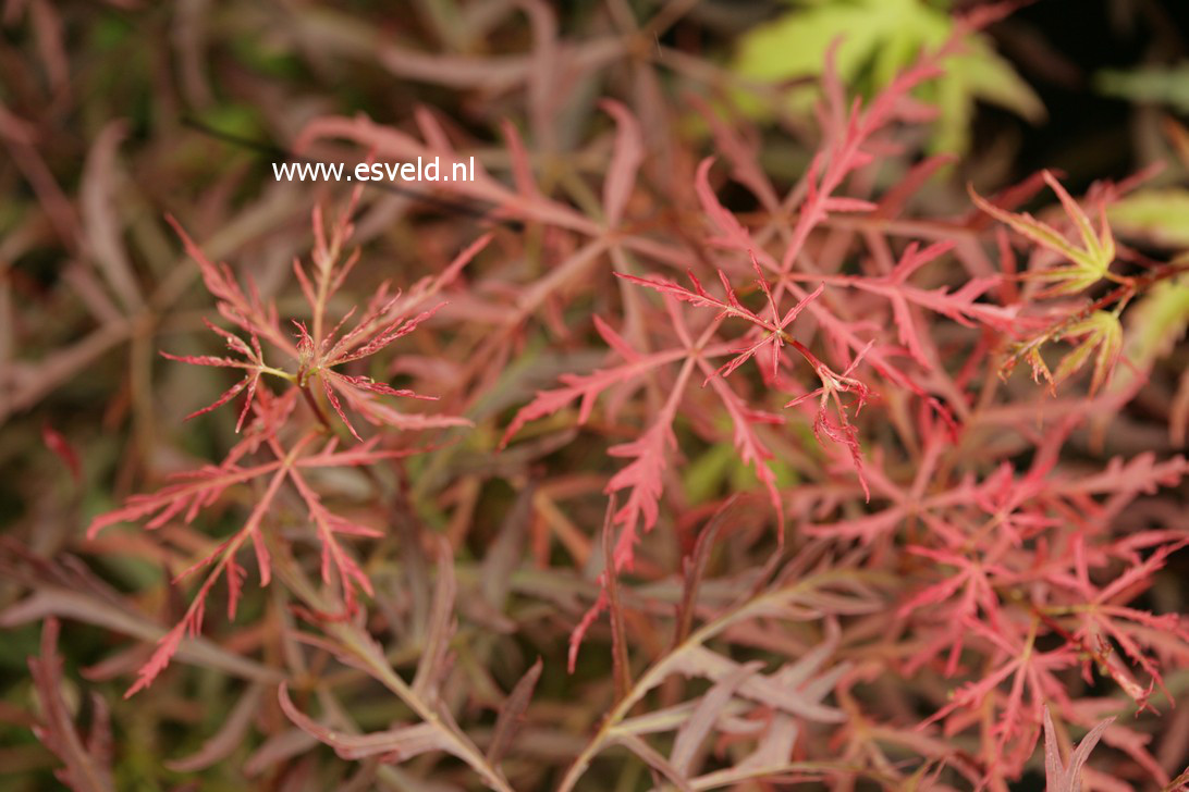 Acer palmatum 'Pink Filigree'