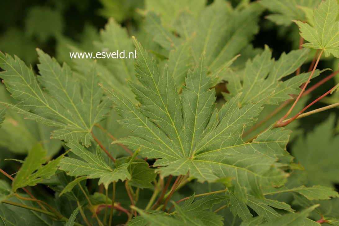 Acer japonicum 'Kalmthout'