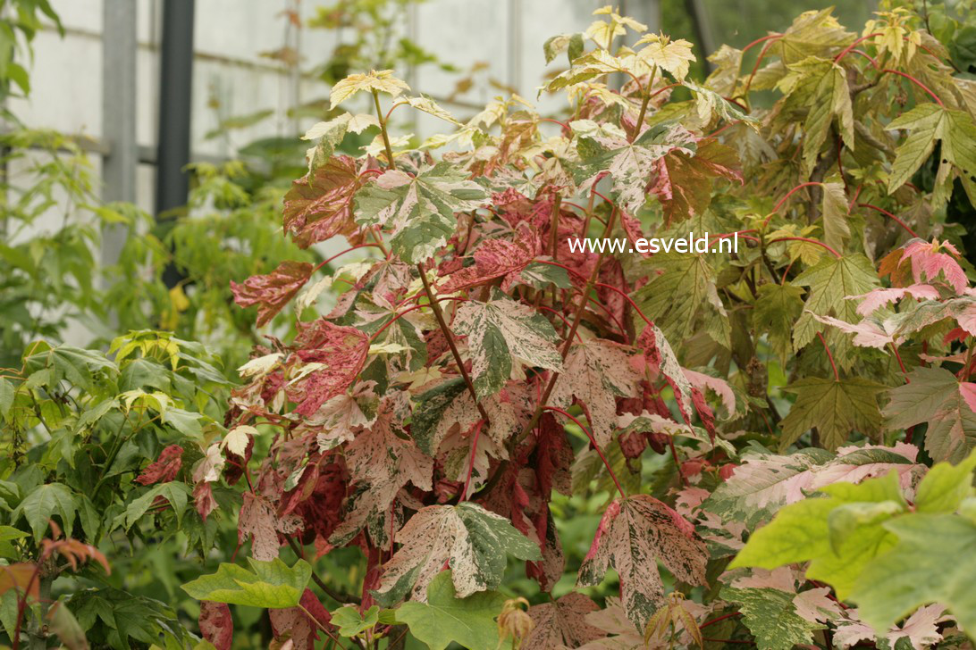 Acer pseudoplatanus 'Eskimo Sunset'