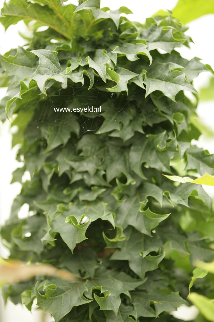 Acer platanoides 'Rezek'