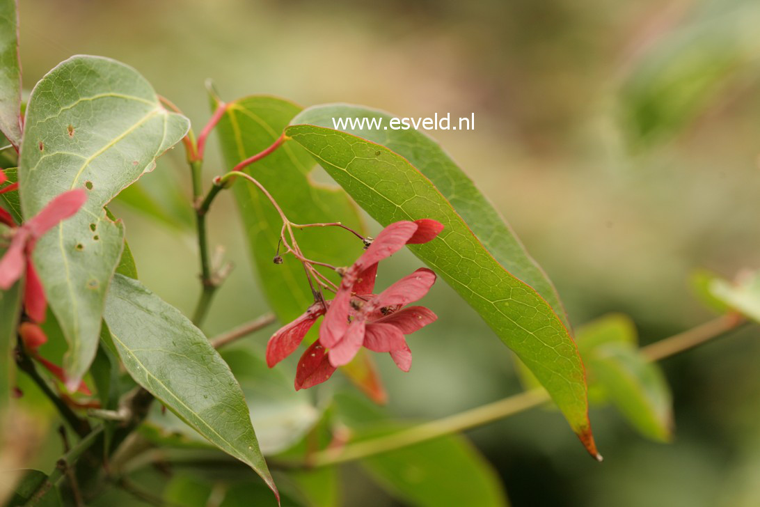 Acer cordatum